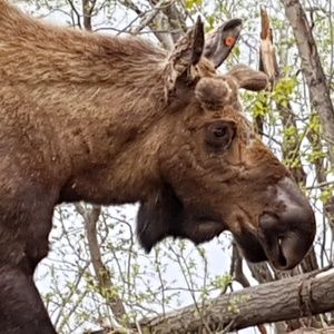 Meet your Posher, Robert